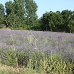 Lavendre